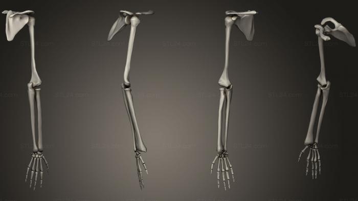 Анатомия скелеты и черепа (Анатомия руки, ANTM_0210) 3D модель для ЧПУ станка